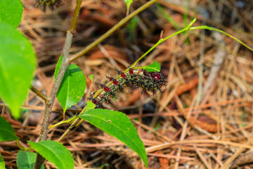 The catterpilar buck moth (Hemileuca maia)