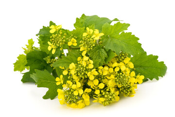 Yellow mustard flowers