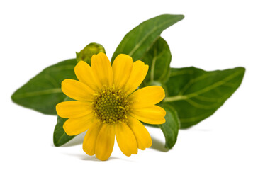 Mexican creeping zinnia flower