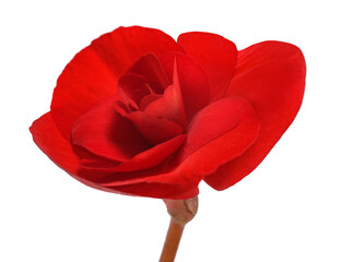 Red Begonia flower