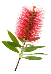 bottlebrush flower