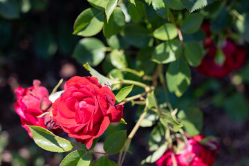 photos of the rose garden in grafton il near gordon moore park