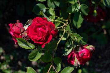 photos of the rose garden in grafton il near gordon moore park
