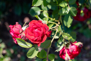 photos of the rose garden in grafton il near gordon moore park