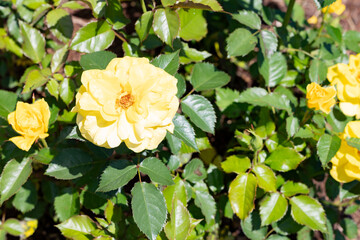 photos of the rose garden in grafton il near gordon moore park