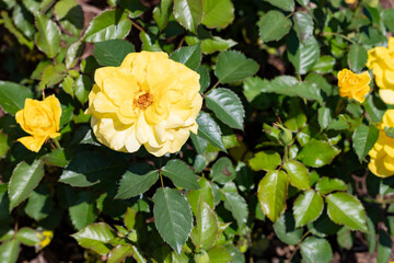 photos of the rose garden in grafton il near gordon moore park
