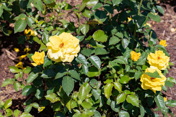 photos of the rose garden in grafton il near gordon moore park