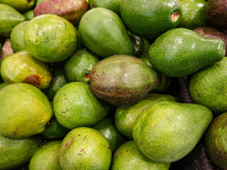 A pile of large, green avocados with varying shades and surface textures