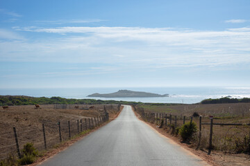 Scenic rural road leading to the coast, with fenced farmland and grazing cows under a blue sky....