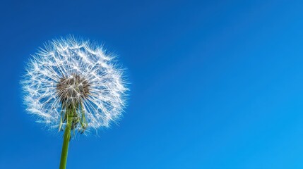 Close-up of a dandelion puffball against a clear blue sky, showcasing nature's beauty and simplicity