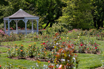 rose garden out by alton/grafton at gordon moore park