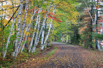 Birch Tree Path