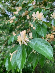 Honeysuckle flowers in the rain