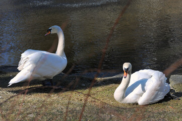 Couple of white  mute swans resting near the water of park pond in early springtime.Fauna,...