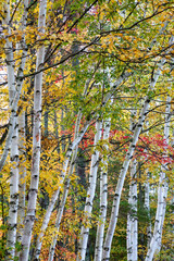 Lake Durant Birch Trees