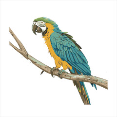 parrot Vector 