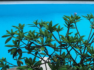 Green tropical plant with thick leaves in front of a bright blue swimming pool