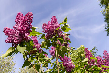spring park with blooming lilac flowers in the spring season closeup