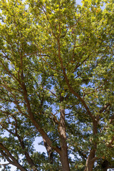 a tall oak with large branches and green foliage in clear sunny weather, close up
