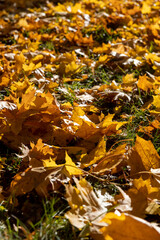 foliage of trees on the ground after leaf fall in sunny weather