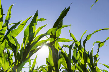 an agricultural field where corn crops are grown with flowers against a clear blue sky, closeup and side view © rsooll