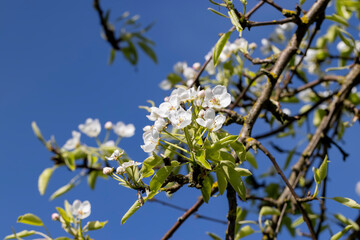 pear blooming in May against a blue sky, sunny weather in an orchard with pears