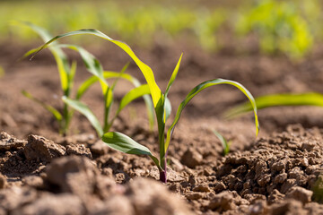 the new shoots of young corn in the field are illuminated by sunlight from behind, Focus on the first sprout