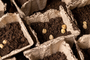 pots made of peat with chernozem and pea seeds , planting dried pea grains in fertile soil in biodegradable pot