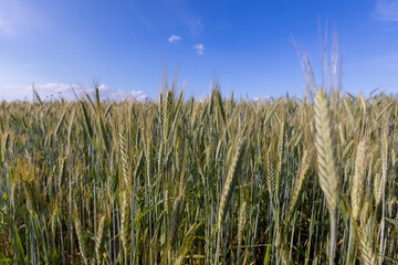 hybrid green cereals resistant to cold