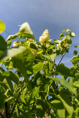 spring park with blooming yellow lilac flowers in the spring season