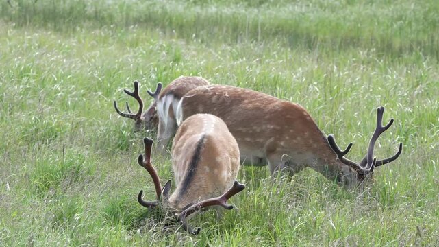 新緑の草を食むシカたち