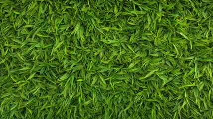 Lush green grass texture for natural lawn and garden background concept