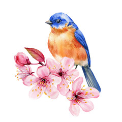 Cute bluebird perched on blooming cherry branch. Watercolor nature illustration. Hand-painted summer poster, postcard