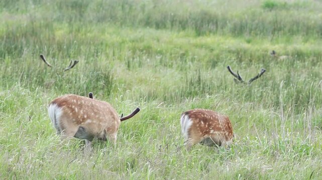 新緑の草を食むシカたち