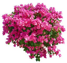 Lush pink bougainvillea flowers in bloom  isolated on transparent background	