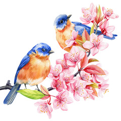 Watercolor of two blue orange birds on a cherry blossom branch. Hand-painted spring floral scene on white background.