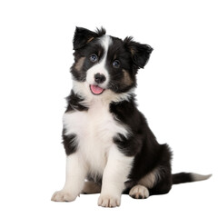 Adorable Border Collie Puppy Sitting, Black and White Fur isolated on transparent background