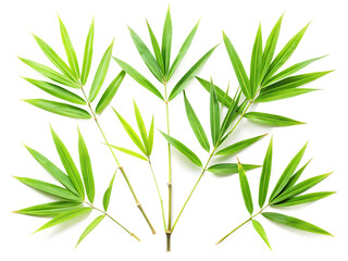  set of bamboo leaves isolated on white background, PNG