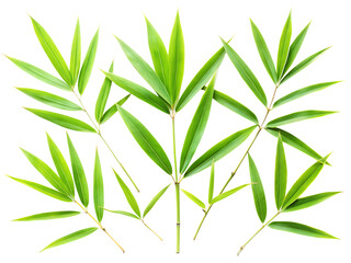 Fototapeta premium set of bamboo leaves isolated on white background, PNG