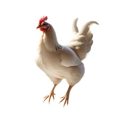 Fototapeta premium Peacock, Chicken, Hen, Cock, Duck, Goose, Swan, Chick, Duckling, Turkey, Wing, Poultry, Animal, Egg-laying, Feather, Food, Festival, PNG, Illustration, Learning, Egg, Baby Bird, Bird