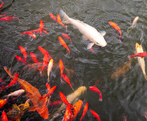 A variety of koi fish, including a white Platinum Ogon and a yellow Doitsu koi, swim in a pond. The...