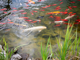 A shallow koi pond with clear water and plants at the edge. Various koi fish, including white,...