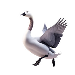 Obraz premium Peacock, Chicken, Hen, Cock, Duck, Goose, Swan, Chick, Duckling, Turkey, Wing, Poultry, Animal, Egg-laying, Feather, Food, Festival, PNG, Illustration, Learning, Egg, Baby Bird, Bird