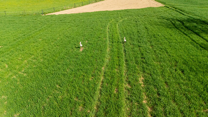Two geese walking on a lush green field with visible furrows and an adjacent bare patch of soil....