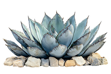 Close up of a beautiful agave plant.