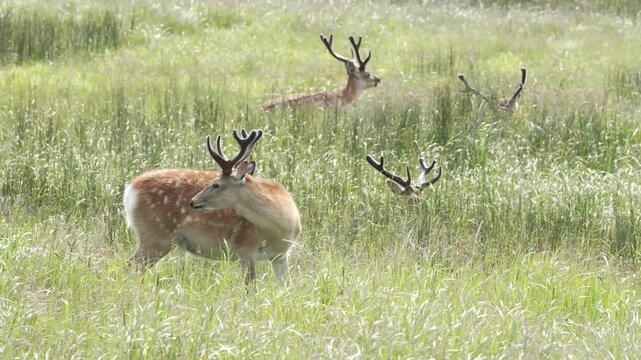 新緑の草を食むシカたち