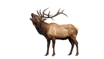 Bull Elk Bugling with White Background.