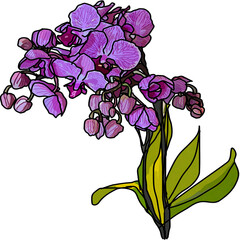Purple orchid flower