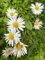 Obraz premium daisies in the grass