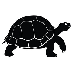 tortoise-on-white-background